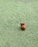 VICTORIA - FEMALE (PURCHASED by LEE) - Image 4