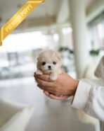 CHLOE - FEMALE (PURCHASED by DAVID) - Image 2