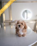 MOCHI - FEMALE (PURCHASED by ISABELLA)