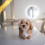 MOCHI - FEMALE (PURCHASED by ISABELLA)