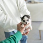 NANA - FEMALE (PURCHASED by FATIMA)