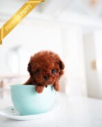 MILO - MALE (PURCHASED by PATRICE) - Image 2