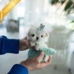 TOBY - MALE (PURCHASED by EMILY)