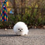 DOLCE - FEMALE (PURCHASED by ALEX)