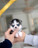 GRACIE - FEMALE (PURCHASED by KIM) - Image 4