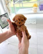 MONTY - MALE (PURCHASED by CARLOS)