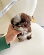 BEAU - MALE (PURCHASED by LEE)