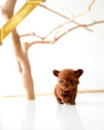 BUNNY - MALE (PURCHASED by NICHOLAS) - Image 2