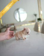 LOLA - FEMALE (PURCHASED by BETH) - Image 4