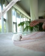 TAYLOR - MALE (PURCHASED by ALVARO) - Image 4