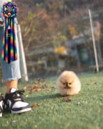 POMY - FEMALE (PURCHASED by ROSEN) - Image 2