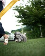 SULTAN - MALE (PURCHASED by CYNTHIA) - Image 4