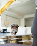 BUSTER - MALE (PURCHASED by ANN) - Image 3