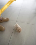 EWAN - MALE (PURCHASED by ABDULLAH) - Image 6