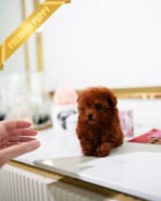 SIENNA - FEMALE (PURCHASED by  ROBERT) - Image 3