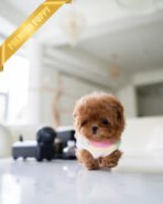 DOLORES - FEMALE (PURCHASED by AMANDA) - Image 3