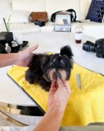 PIPER - MALE (PURCHASED by LINDSEY)