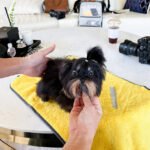 PIPER - MALE (PURCHASED by LINDSEY)