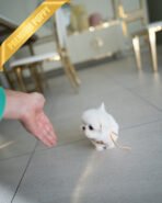 LUNA - FEMALE (PURCHASED by BLANCA) - Image 7