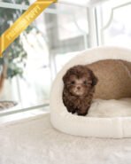 MOCHA - MALE (PURCHASED by TABITHA) - Image 3