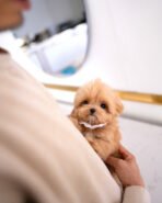 TEDDY - MALE (PURCHASED by LINDA) - Image 4