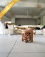 CHLOE - FEMALE (PURCHASED by AZIZ) - Image 3