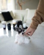 SASHA - FEMALE (PURCHASED by ANONYMITY) - Image 4