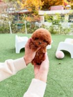 GIGI - FEMALE (PURCHASED by MONICA)