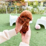 GIGI - FEMALE (PURCHASED by MONICA)