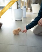 HENRI - MALE (PURCHASED by SARA) - Image 7