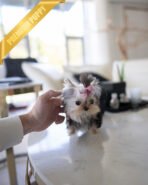 LILIANA - FEMALE (PURCHASED by TOMMY) - Image 3