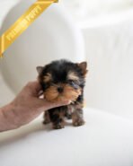 JAKE - MALE (PURCHASED by TRACY) - Image 2