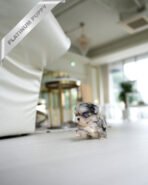 STERLING - MALE (PURCHASED by CATHERINE)