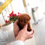 COOPER - MALE (PURCHASED by LIANA)