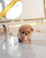 KIEL - FEMALE (PURCHASED by TINA) - Image 2