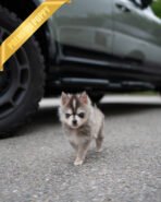 MILO - MALE (PURCHASED by MATT) - Image 3