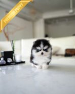 JACKSON - MALE (PURCHASED by ZHEN)