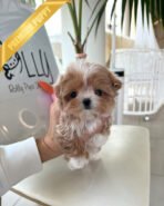 CHLOE - FEMALE (PURCHASED by CHAZ)