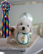 BLANCA - MALE (PURCHASED by LISA) - Image 3