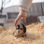 MABLE - FEMALE (PURCHASED by POUPAE)