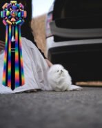 CLOUD - FEMALE (PURCHASED by WESAM) - Image 5