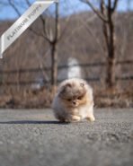 DIANA - FEMALE (PURCHASED by FERNANDO) - Image 4