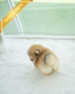 BUTTERS - MALE (PURCHASED by ASHLEE) - Image 5