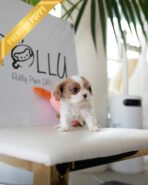 ARTHUR - MALE (PURCHASED by JULIE) - Image 2