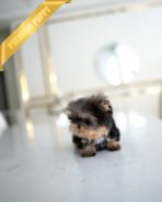 LILIANA - FEMALE (PURCHASED by JENNIFER) - Image 4