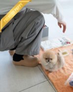 POMY - FEMALE (PURCHASED by ERIKA)