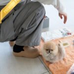 POMY - FEMALE (PURCHASED by ERIKA)