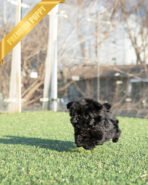 HUGO - MALE (PURCHASED by LOURDES)