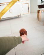 MITCH - MALE (PURCHASED by KIM) - Image 3