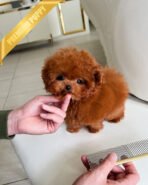 ZIGGY - FEMALE (PURCHASED by LIZA) - Image 2